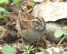 White-throated Sparrow 0606