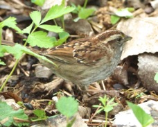 White-throated Sparrow 0600