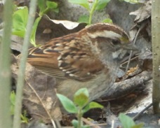 White-throated Sparrow 0640