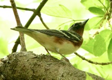 Bay-breasted Warbler 5228