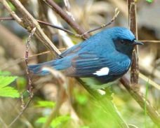 Black-throated Blue Warbler 1057