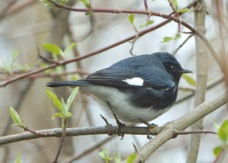 Black-throated Blue Warbler 0335