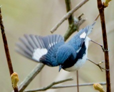 Black-throated Blue Warbler 0873