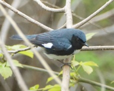 Black-throated Blue Warbler 0951
