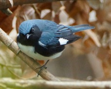 Black-throated Blue Warbler 1052