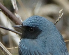 Black-throated Blue Warbler 1065