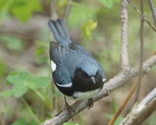 Black-throated Blue Warbler 1084