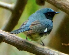 Black-throated Blue Warbler 3163
