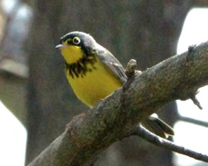 Canada Warbler male 1526