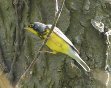 Canada Warbler male 1594