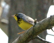 Canada Warbler male 1529