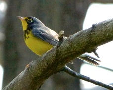 Canada Warbler male 1532