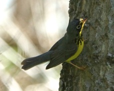Canada Warbler male 1542