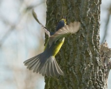Canada Warbler male 1544