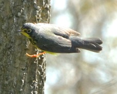 Canada Warbler male 1547