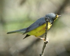 Canada Warbler male 1563