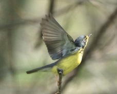 Canada Warbler male 1565