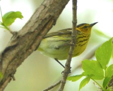 Cape May Warbler 3188
