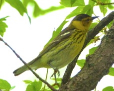 Cape May Warbler 3200