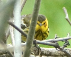 Cape May Warbler 2998