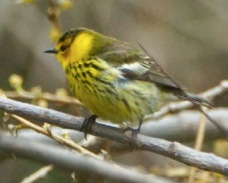 Cape May Warbler 3023
