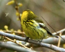 Cape May Warbler 3027