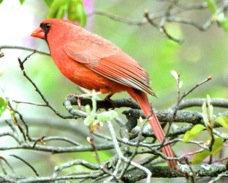 Northern Cardinal 2554