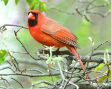 Northern Cardinal 2556