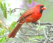 Northern Cardinal 2559