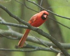 Northern Cardinal 2368