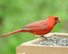 Northern Cardinal 2621