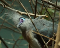 Crested Coua 5806