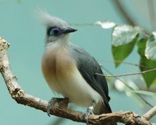 Crested Coua 5815