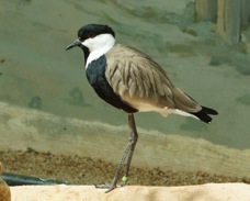 Spur-winged Plover 5784