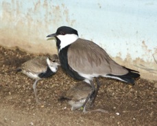 Spur-winged Plover & chicks 5673