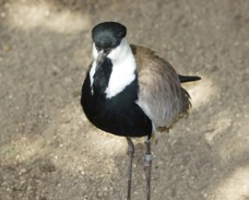 Spur-winged Plover 5690