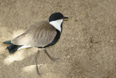Spur-winged Plover 5691