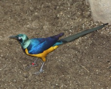 Golden-breasted Starling 5696