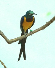 Golden-breasted Starling 5819