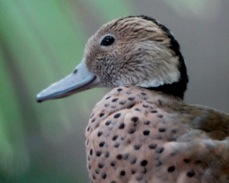Ringed Teal 5624