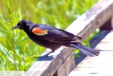 Red-winged Blackbird 5580