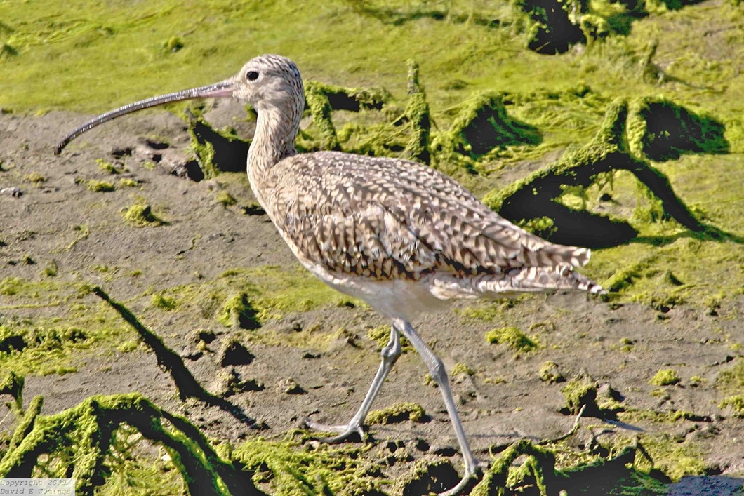 Long-billed Curlew 1867