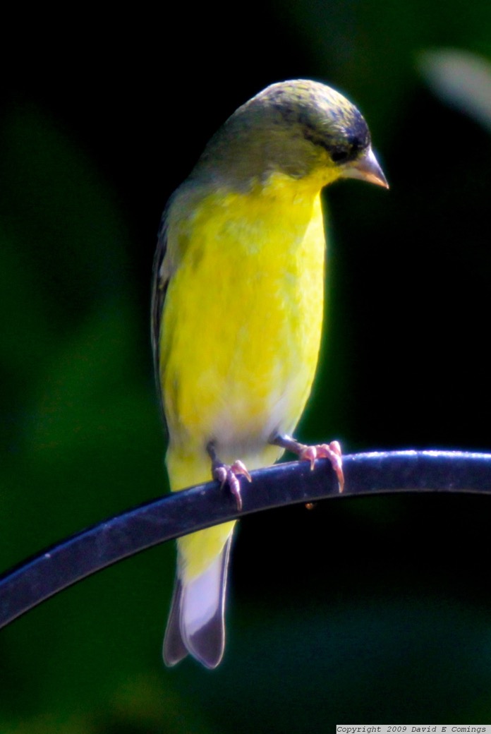 Lesser Goldfinch male1858.jpg