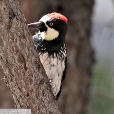 Acorn Woodpecker 0722
