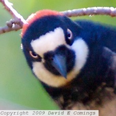 Acorn Woodpecker 6080.jpg