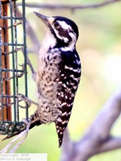 Nuthall's Woodpecker 0775