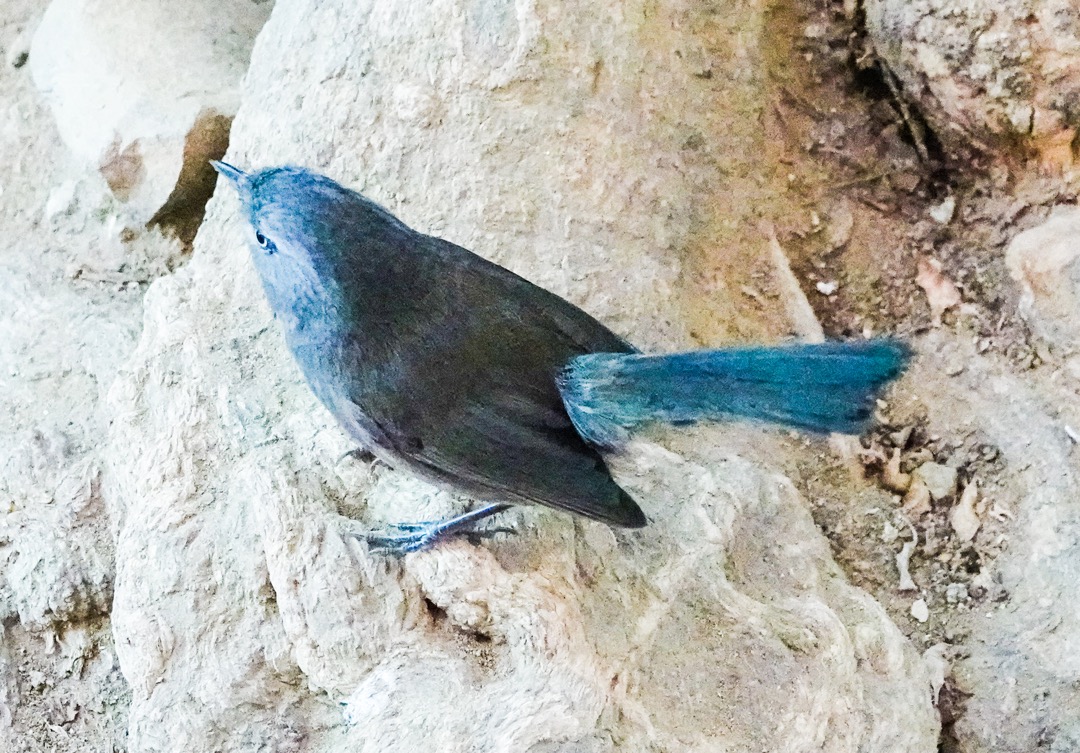 Blue-grey Gnatcatcher-24.jpg