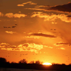 Sandhill Cranes in Sunset-46