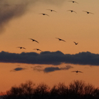 Sandhill Cranes Landing in Sunset-74