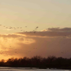 Sandhill Cranes Landing in Sunset-52